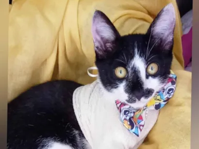 Gato raça SRD-ViraLata idade 2 a 6 meses nome Flash