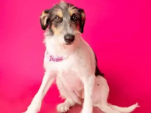 Cachorro raça SRD-ViraLata idade 1 ano nome Nina 