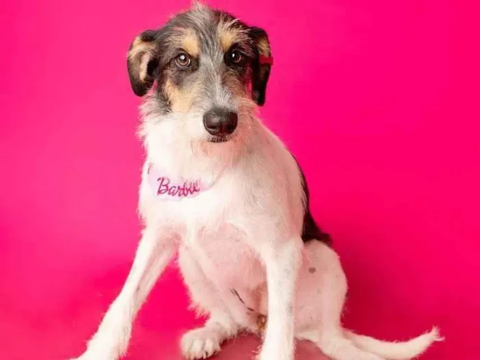 Cachorro ra a SRD-ViraLata idade 1 ano nome Nina 