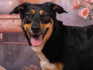 Cachorro raça SRD-ViraLata idade 2 anos nome Kyara 