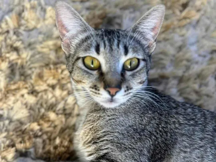 Gato ra a SRD-ViraLata idade 1 ano nome Sophie 
