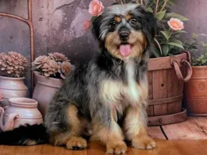 Cachorro raça SRD-ViraLata idade 1 ano nome Xuxa 