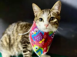 Gato raça SRD-ViraLata idade 2 a 6 meses nome Bartho