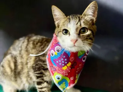 Gato raça SRD-ViraLata idade 2 a 6 meses nome Bartho