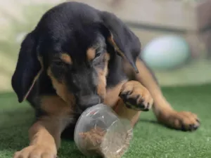 Cachorro raça SRD-ViraLata idade 2 a 6 meses nome Tom 