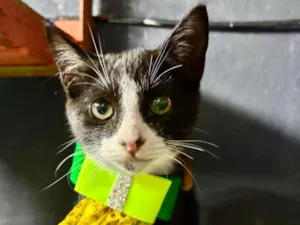 Gato raça SRD-ViraLata idade 2 a 6 meses nome Théo