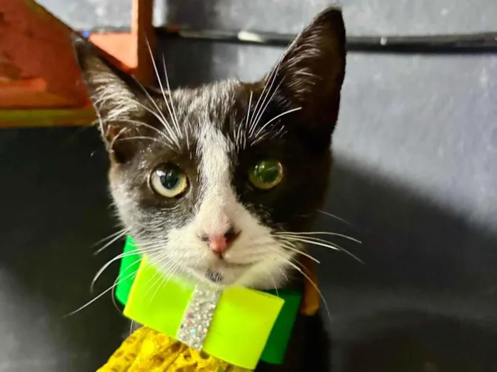 Gato ra a SRD-ViraLata idade 2 a 6 meses nome Théo