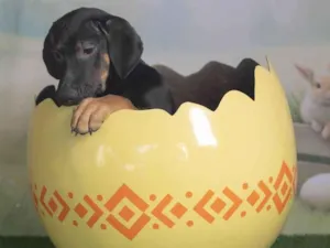 Cachorro raça SRD-ViraLata idade 2 a 6 meses nome Jerry 