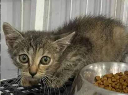 Gato raça SRD-ViraLata idade Abaixo de 2 meses nome Oreo e Bisnaga 