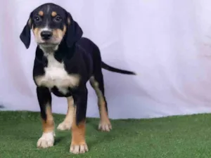 Cachorro raça SRD-ViraLata idade 2 a 6 meses nome Léo 