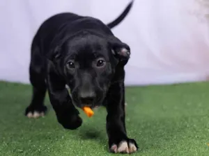 Cachorro raça SRD-ViraLata idade 2 a 6 meses nome Luck 