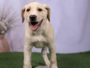 Cachorro raça SRD-ViraLata idade 2 a 6 meses nome Liz 