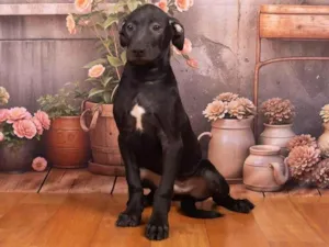 Cachorro raça SRD-ViraLata idade 7 a 11 meses nome Bento 