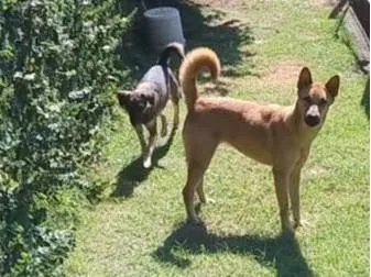 Cachorro ra a SRD-ViraLata idade 1 ano nome Raposa