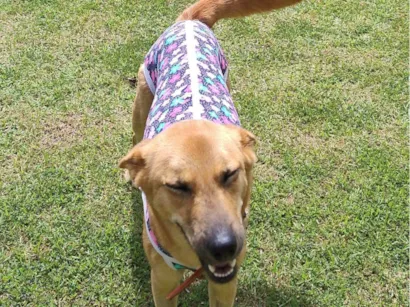 Cachorro raça SRD-ViraLata idade 1 ano nome Raposa