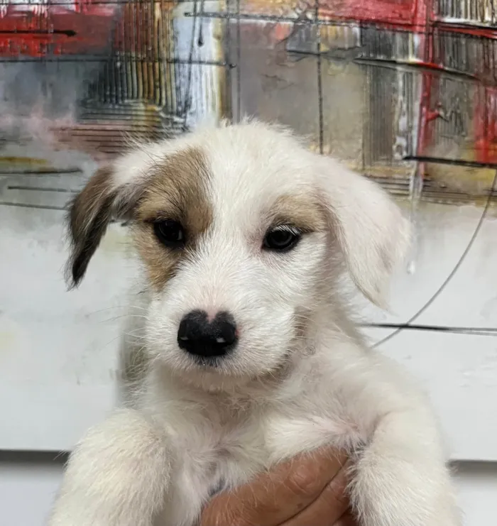 Cachorro ra a SRD-ViraLata idade 2 a 6 meses nome Mina