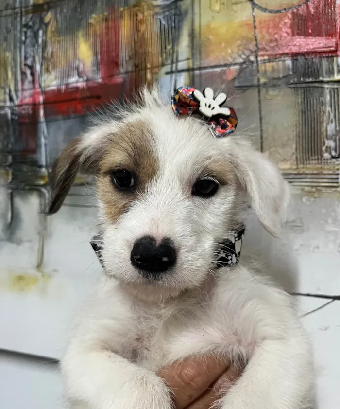 Cachorro ra a SRD-ViraLata idade 2 a 6 meses nome Mina