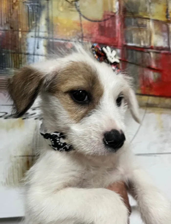 Cachorro ra a SRD-ViraLata idade 2 a 6 meses nome Mina