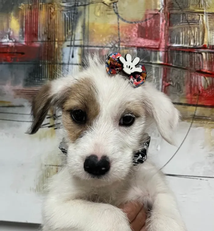 Cachorro ra a SRD-ViraLata idade 2 a 6 meses nome Mina