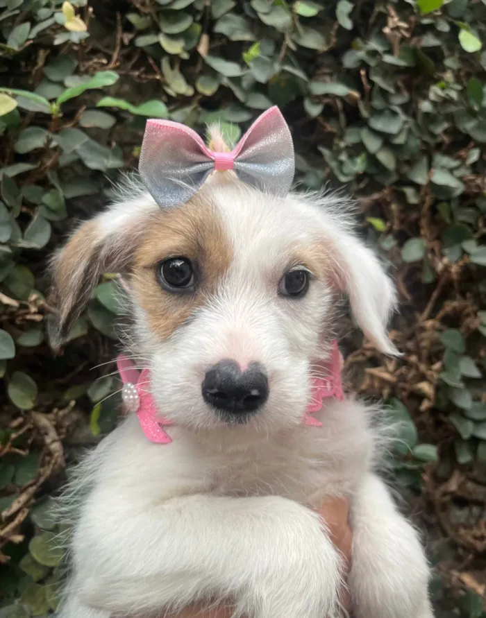 Cachorro ra a SRD-ViraLata idade 2 a 6 meses nome Mina