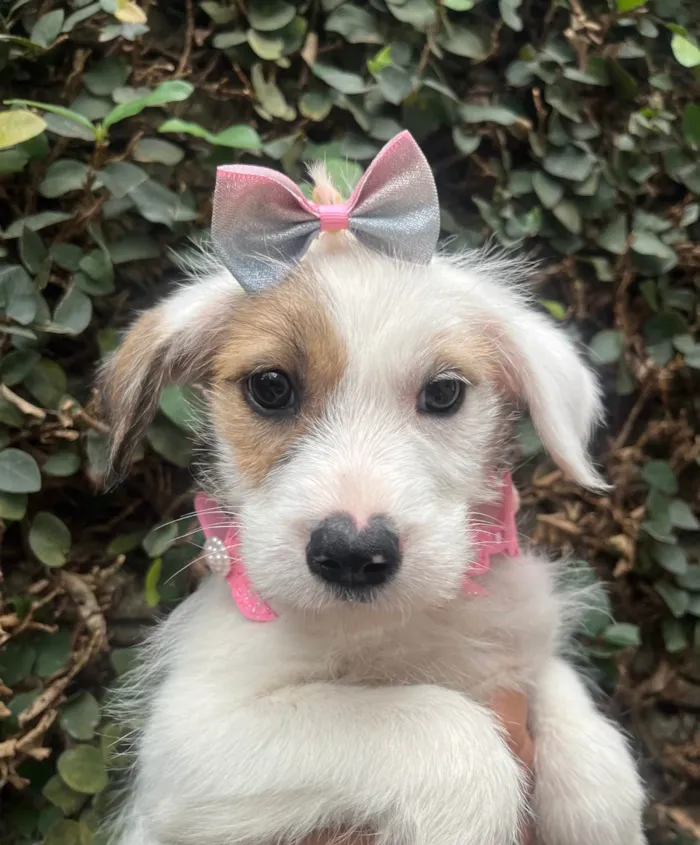 Cachorro ra a SRD-ViraLata idade 2 a 6 meses nome Mina