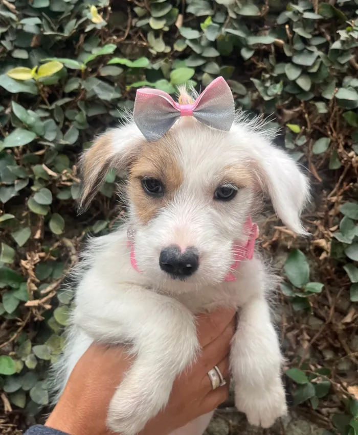 Cachorro ra a SRD-ViraLata idade 2 a 6 meses nome Mina