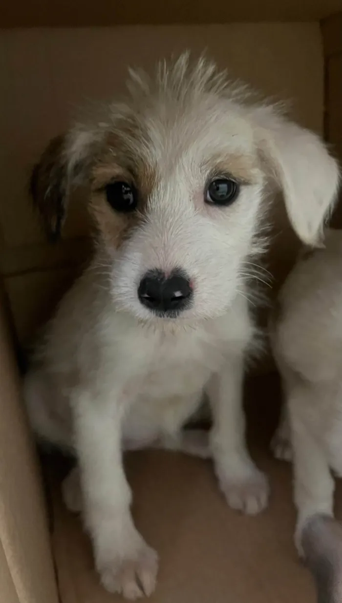 Cachorro ra a SRD-ViraLata idade 2 a 6 meses nome Mina