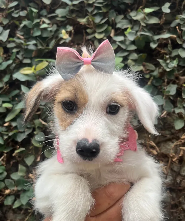 Cachorro ra a SRD-ViraLata idade 2 a 6 meses nome Mina