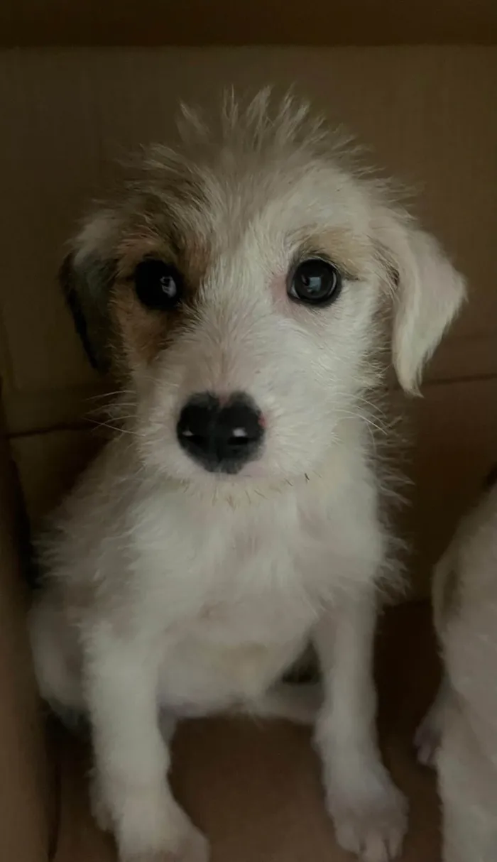 Cachorro ra a SRD-ViraLata idade 2 a 6 meses nome Mina