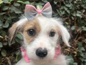 Cachorro raça SRD-ViraLata idade 2 a 6 meses nome Mina
