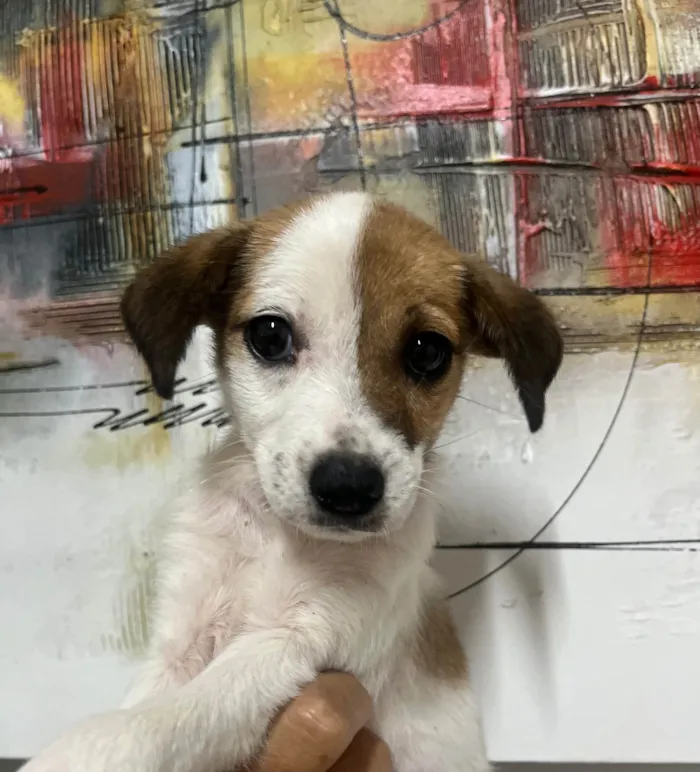 Cachorro ra a SRD-ViraLata idade 2 a 6 meses nome Nina