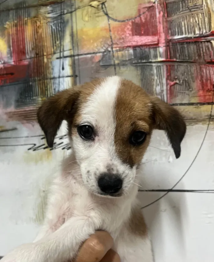 Cachorro ra a SRD-ViraLata idade 2 a 6 meses nome Nina