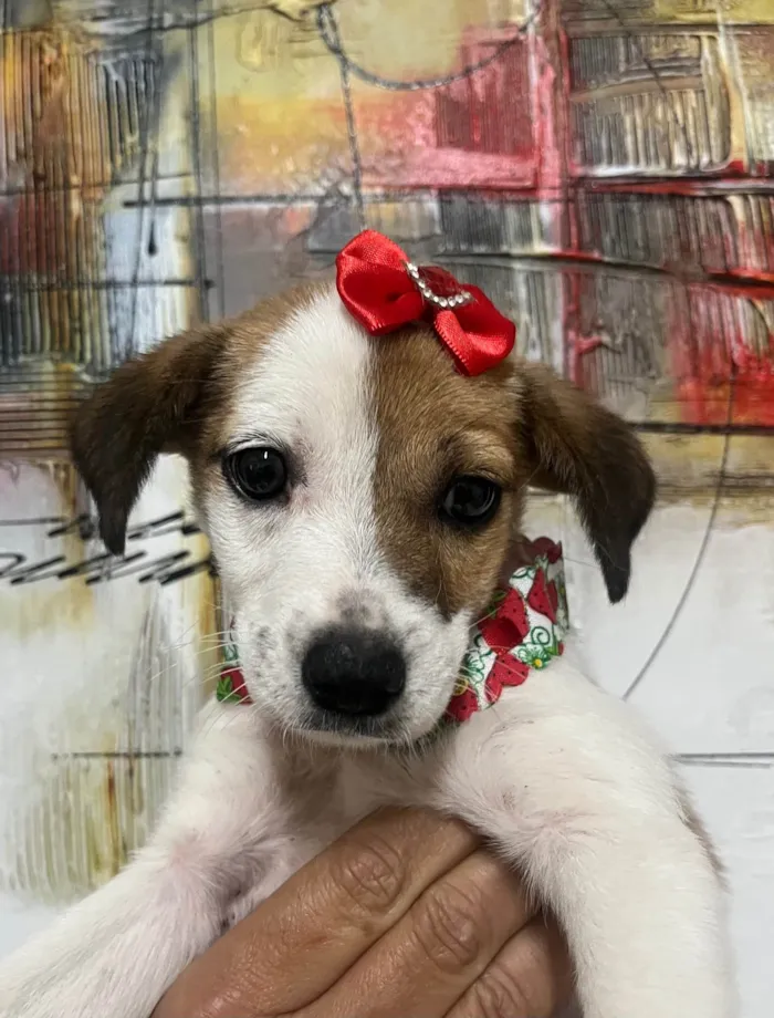 Cachorro ra a SRD-ViraLata idade 2 a 6 meses nome Nina