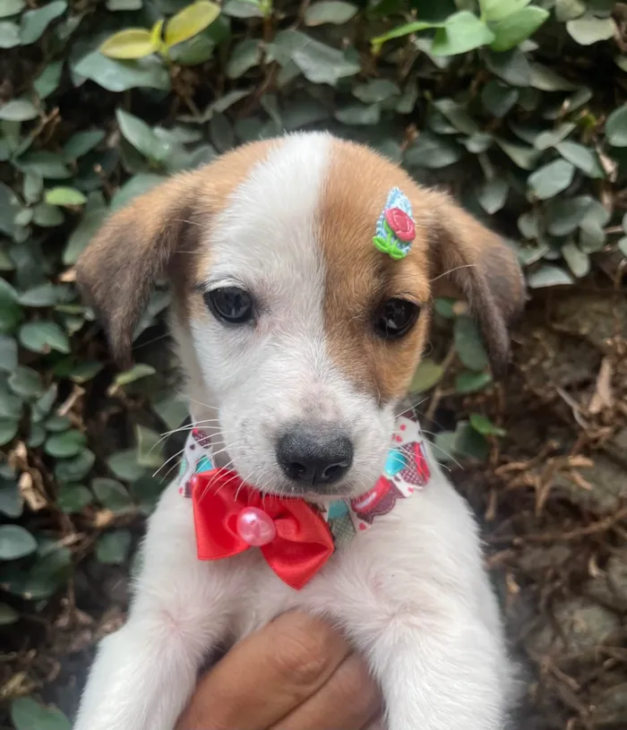 Cachorro ra a SRD-ViraLata idade 2 a 6 meses nome Nina