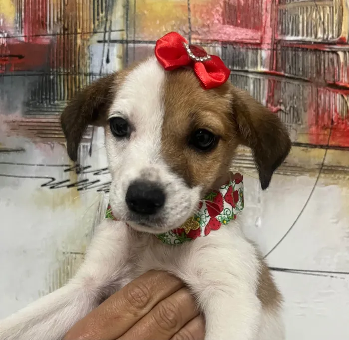 Cachorro ra a SRD-ViraLata idade 2 a 6 meses nome Nina