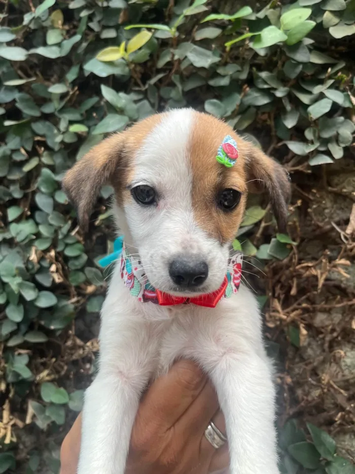 Cachorro ra a SRD-ViraLata idade 2 a 6 meses nome Nina