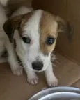 Nina