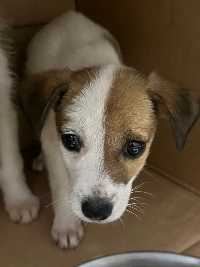 Cachorro ra a SRD-ViraLata idade 2 a 6 meses nome Nina