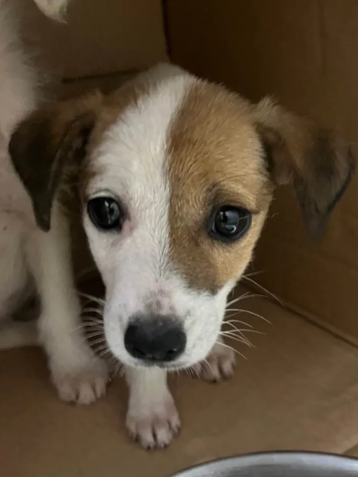 Cachorro ra a SRD-ViraLata idade 2 a 6 meses nome Nina