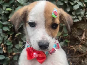 Cachorro raça SRD-ViraLata idade 2 a 6 meses nome Nina