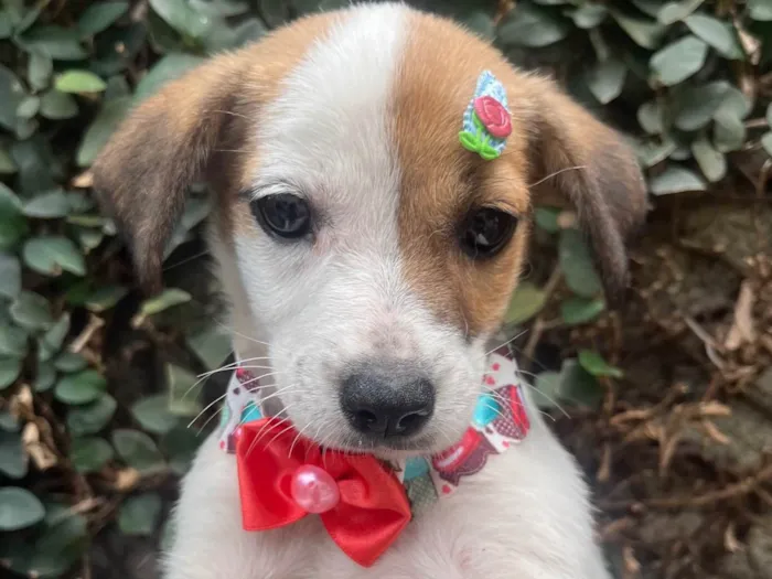 Cachorro ra a SRD-ViraLata idade 2 a 6 meses nome Nina