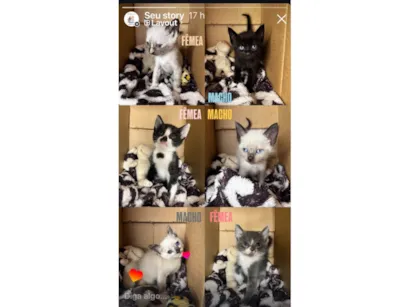 Gato raça SRD-ViraLata idade Abaixo de 2 meses nome Gatinhos