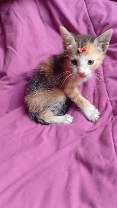 Gato raça SRD-ViraLata idade Abaixo de 2 meses nome Tricolor adocao