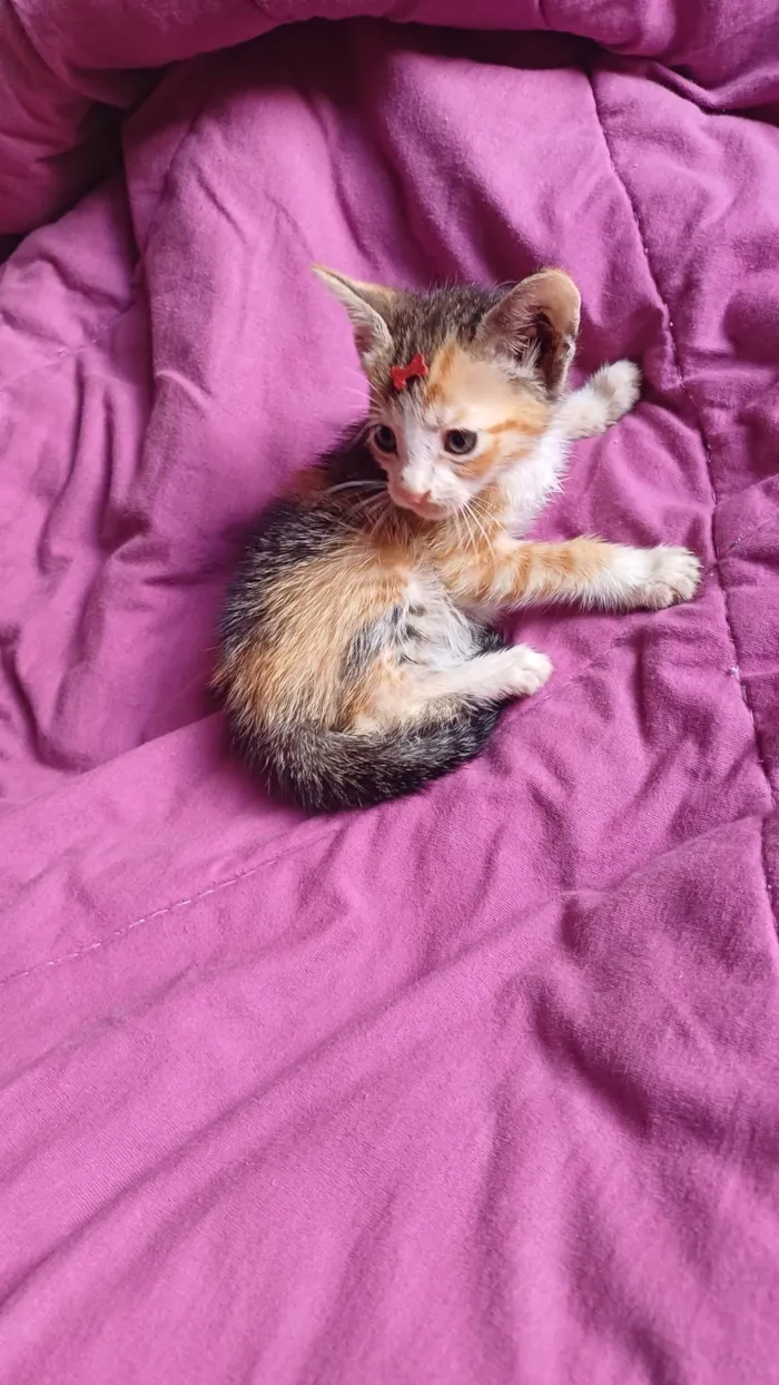 Gato ra a SRD-ViraLata idade Abaixo de 2 meses nome Tricolor adocao