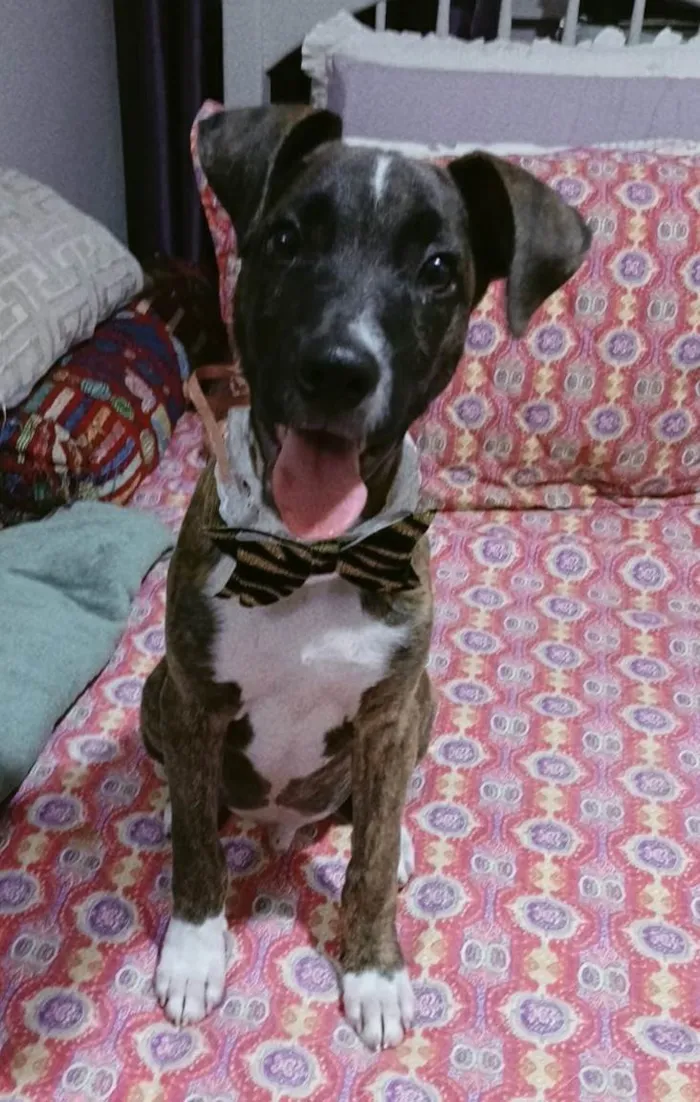 Cachorro ra a SRD-ViraLata idade 2 a 6 meses nome Oreo