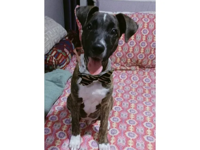 Cachorro ra a SRD-ViraLata idade 2 a 6 meses nome Oreo