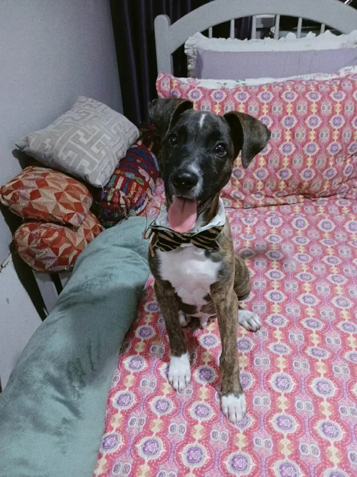 Cachorro ra a SRD-ViraLata idade 2 a 6 meses nome Oreo