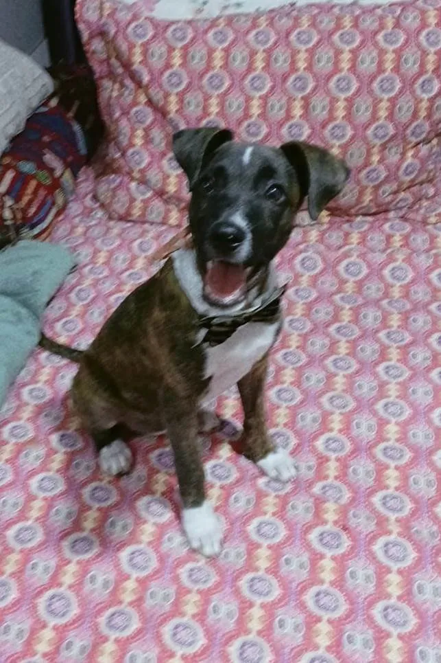 Cachorro ra a SRD-ViraLata idade 2 a 6 meses nome Oreo