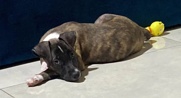 Cachorro ra a SRD-ViraLata idade 2 a 6 meses nome Oreo