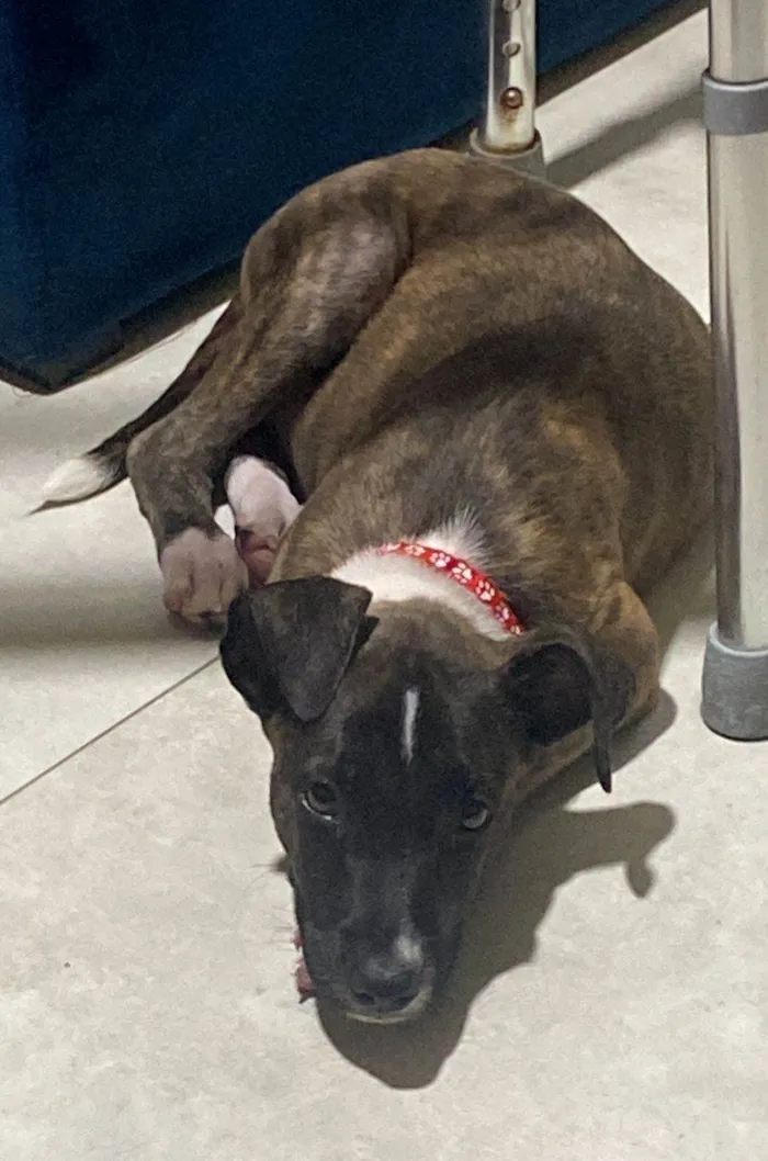 Cachorro ra a SRD-ViraLata idade 2 a 6 meses nome Oreo